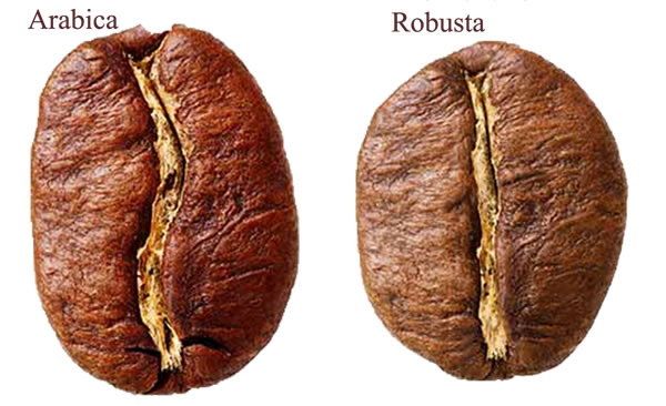 Robusta-and-Arabica-bean