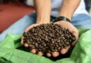 `Cà phê robusta Việt Nam đi tìm vị thế mới trên thế giới