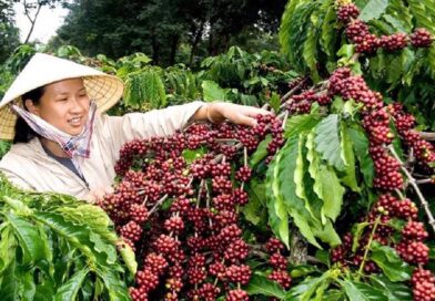 Giá cà phê ngày 16/3: Cà phê trong nước lấy lại mốc 93.000 đồng/kg