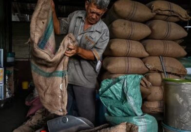 Giá cà phê hôm nay 16/11: Giảm 9.000 đồng/kg chỉ trong một tuần trước động thái cắt giảm thuế của Mỹ